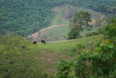 The herd of bison eat grass on the hill in park