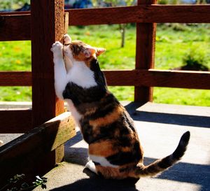 Cat by wooden fence on sunny day