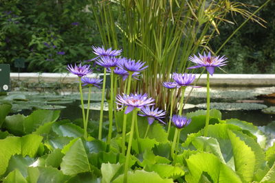 Close-up of purple flowering plants