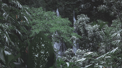 Plants and trees in forest