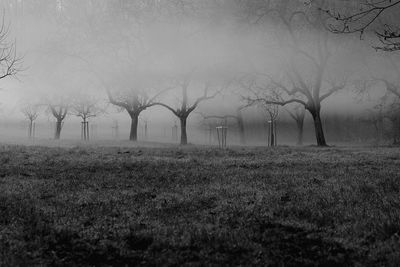Bare trees on field against sky
