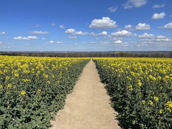 Yellow flowers growing on field against sky