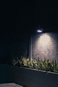 Illuminated potted plant against wall at night