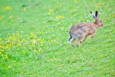 Side view of a rabbit on field