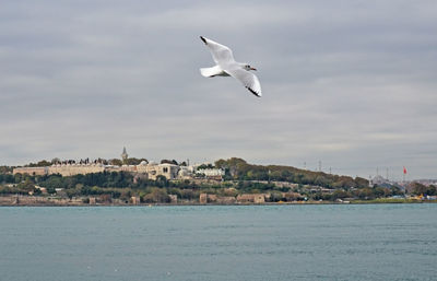 Seagull captured beyond topkapi palace view