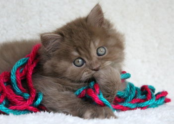 Portrait of cat with kitten