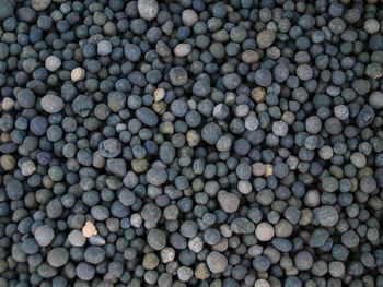 Full frame shot of blueberries