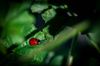 Close-up of ladybug on leaf