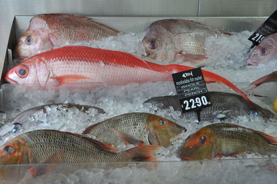 View of fish for sale in market