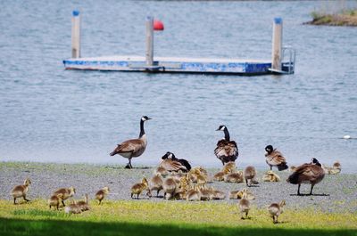 Geese in a park