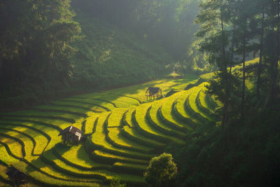 The light shines on the huts and terraced rice fields. morning, in southeast asia.