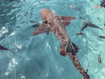 High angle view of fish swimming in sea