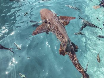 High angle view of fish swimming in sea