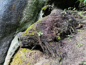 Close-up of lichen on tree trunk