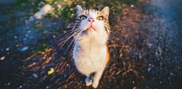 A cat sniffing 