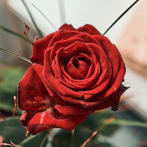 Close-up of red rose