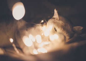 Close-up of cat with illuminated string lights on bed in darkroom
