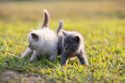 Close-up of cute kittens standing on grassy field