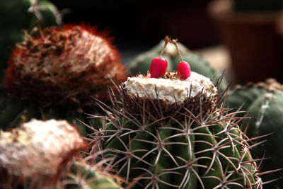 Close-up of prickly pear cactus