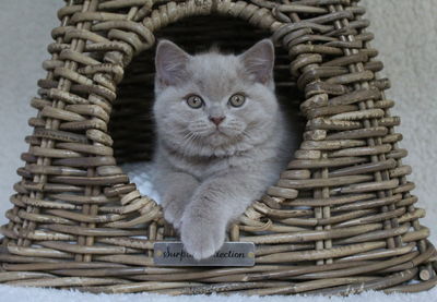 Close-up portrait of cat in basket