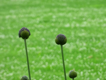 Close-up of grass growing on field