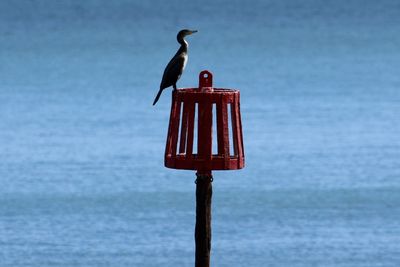 Seagull perching on wooden post by sea against sky