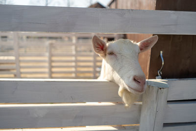 View of an animal in pen