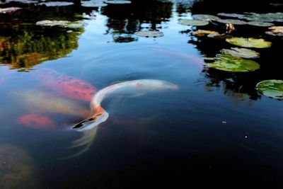 Fish swimming in lake