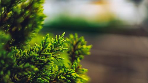 Close-up of pine tree