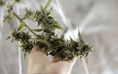 Close-up of hand holding medical cannabis