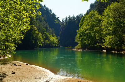 Calm lake surrounded by trees in summer