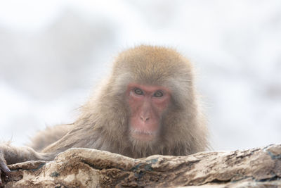 Japanese snow monkey in hot spring