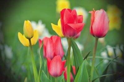 Close-up of pink tulips