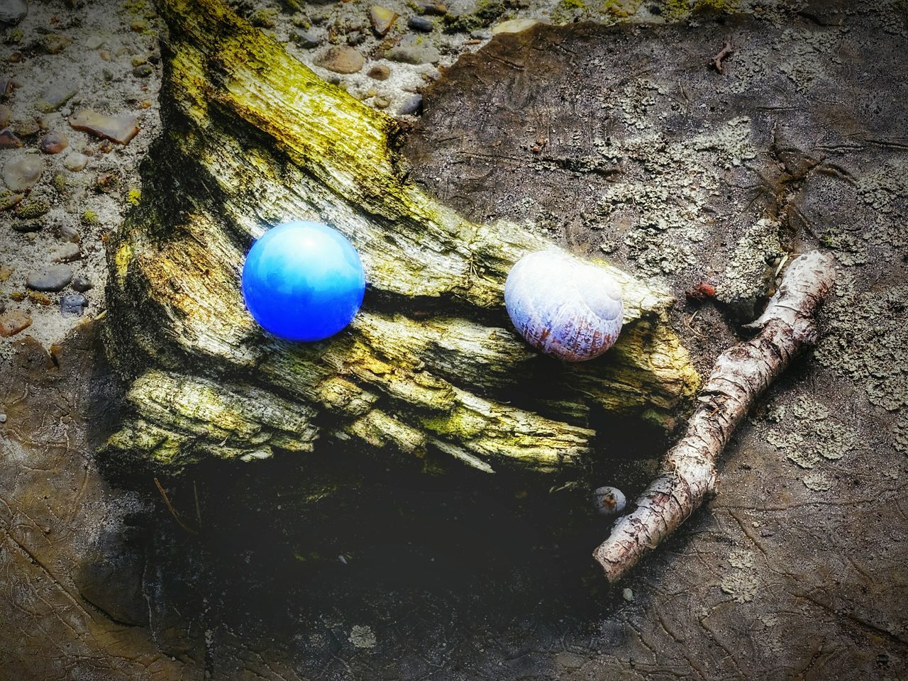 growth, nature, textured, close-up, outdoors, day, circle, high angle view, tree, no people, rock - object, sunlight, beauty in nature, tranquility, plant, ground, stone - object, field, rough, sphere