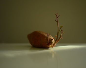 Close-up of plant on table