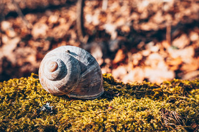 Close-up of snail on land