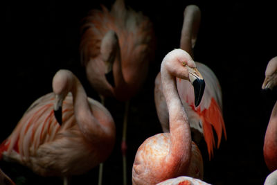 Close-up of flamingoes 