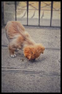Close-up of dog