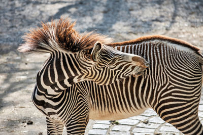 Zebra with magnificent mane licking his body