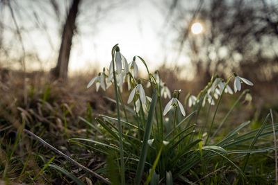 Snowdrop flowers growing on field