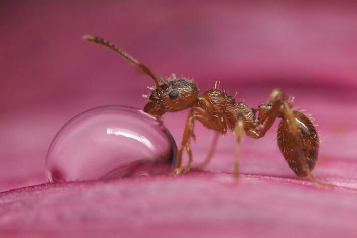 insect, one animal, animal themes, animals in the wild, wildlife, flower, close-up, bee, selective focus, fragility, nature, petal, pollination, pink color, freshness, honey bee, animal antenna, focus on foreground, no people, arthropod