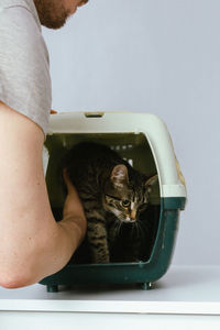 Male volunteer takes a kitten out of a carrier.