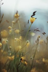 Close-up of yellow flowering plants on field