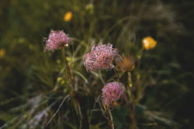 Close-up of thistle blooming outdoors