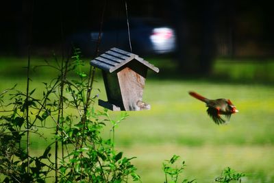 Bird flying in a field