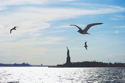 Seagulls flying over sea in city