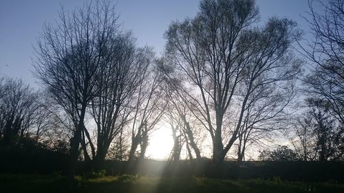 Sun shining through bare trees