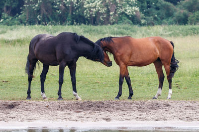 Horses standing in ranch