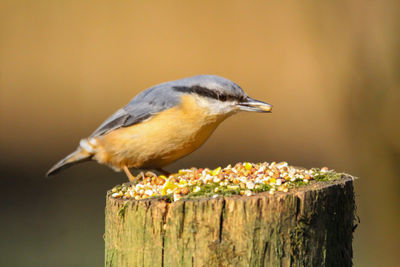 Close-up of bird perching on wooden post