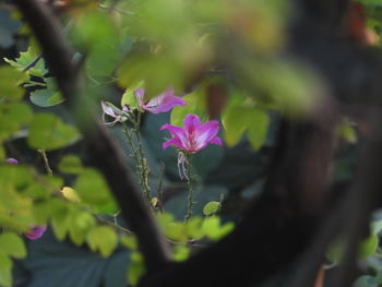 Close-up of pink flowering plant